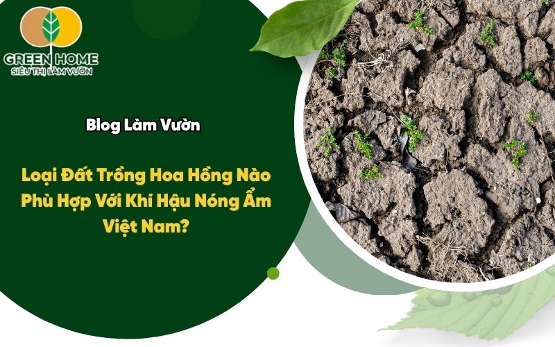 Loại Đất Trồng Hoa Hồng Nào Phù Hợp Với Khí Hậu Nóng Ẩm Việt Nam?