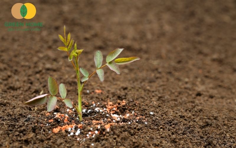 Chọn đúng loại đất trồng hoa hồng giúp cây khỏe và hoa nở đều