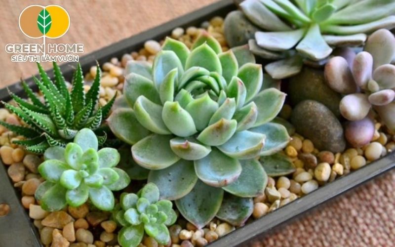 Sử dụng đất nung trồng sen đá quá nhiều dễ làm mất cân bằng độ ẩm trong chậu
