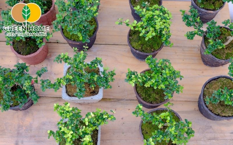 Đất trồng cây bonsai mini cho linh sam nên giữ ẩm tốt và thoát nước nhanh