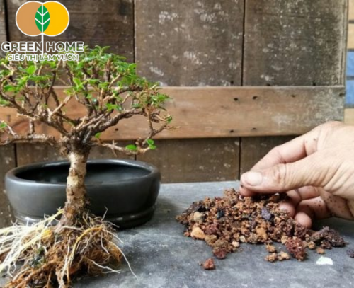 Đất Trồng Cây Cảnh Bonsai Và Những Sai Lầm Cần Tránh Khi Lựa Chọn