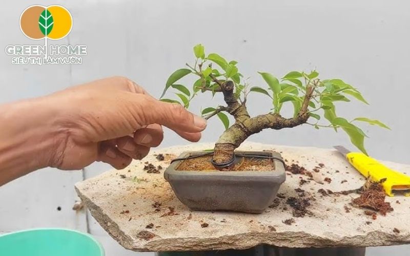Đất trồng bonsai mini cần đảm bảo vừa giữ ẩm vừa thoáng khí