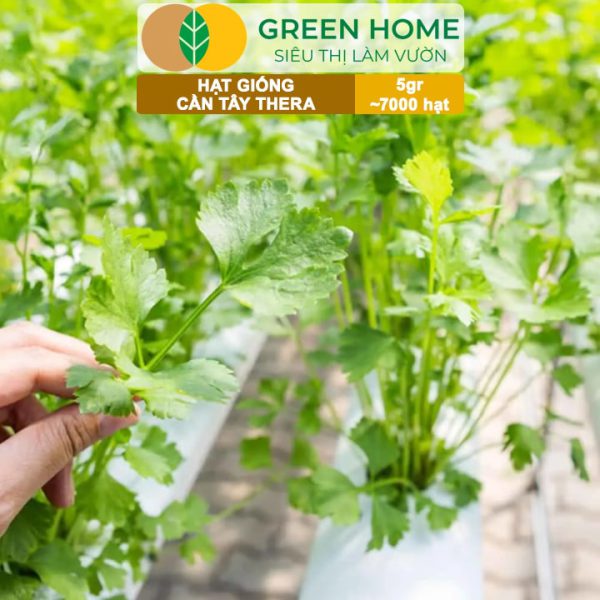 Hạt Giống Cần Tây Thera, Gói 5g~700 hạt, G17