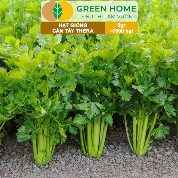 Hạt Giống Cần Tây Thera, Gói 5g~700 hạt, G17
