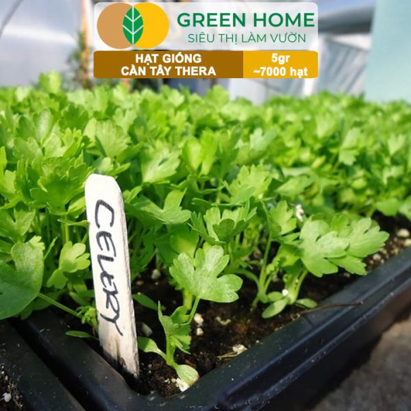 Hạt Giống Cần Tây Thera, Gói 5g~700 hạt, G17