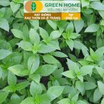 Hạt Giống Rau Thơm Xả Chuẩn, Cho Lá Thơm GreenHome