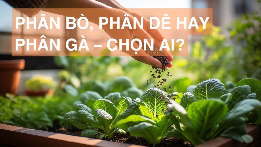 Phân bò, phân dê hay phân gà – Chọn ai?