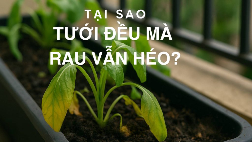 Tưới đều mà rau vẫn chết – Bí mật từ "đất trồng rau"