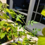 Ảnh khách chụp sản phẩm