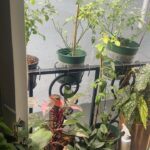 Ảnh khách chụp sản phẩm