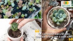 Tại sao người bận rộn nên chọn đất trồng sen á trộn sẵn?