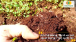 Giá thể trồng rau và vai trò quan trọng trong canh tác
