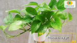 Cây trầu bà – loài cây cảnh xanh mướt, dễ sống và thích hợp trang trí trong nhà