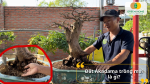 Đất Akadama – loại đất Nhật cao cấp, chuyên dùng cho cây bonsai và cây mai vàn