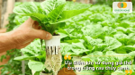 Ưu điểm khi sử dụng giá thể trong trồng rau thủy canh giúp cây phát triển sạch và bộ rễ khỏe mạnh