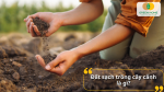Đất sạch trồng cây cảnh là gì?