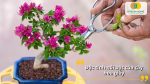 Đặc tính nổi bật của cây hoa giấy