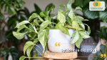 Trầu bà giúp thanh lọc không khí, mang lại không gian trong lành và cảm giác thư giãn