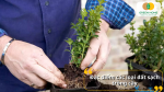 Đất sạch có độ tơi xốp cao, thoát nước tốt và giúp rễ cây phát triển khỏe mạnh