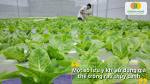 Một số lưu ý quan trọng khi sử dụng giá thể trồng rau thủy canh để đảm bảo cây sinh trưởng ổn định