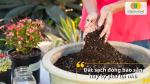 Nên chọn đất sạch đóng bao sẵn hay tự pha tại nhà