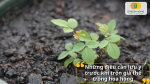 Một số yếu tố quan trọng bạn cần lưu ý để đảm bảo cây phát triển khỏe mạnh và ra hoa đẹp
