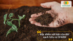 Đặc điểm nổi bật của đất sạch hữu cơ SFARM