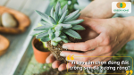 Vì sao cần chọn đúng đất trồng sen đá xương rồng?