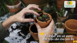 Ưu điểm vượt trội khi sử dụng đất trộn sẵn cho sen đá