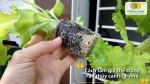 Giá thể trồng rau thủy canh tại nhà