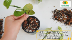 Chuẩn bị giá thể tơi xốp, thoát nước tốt là bí quyết để cây trầu bà phát triển khỏe mạnh