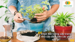 Đất trồng cây trong nhà phải sạch, thoáng khí, giàu dinh dưỡng và thoát nước tốt để rễ không bị úng