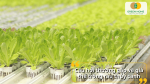 Giải đáp các câu hỏi thường gặp về giá thể trồng rau thủy canh cho người mới bắt đầu