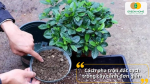 Cách pha trộn đất sạch trồng cây cảnh đơn giản tại nhà