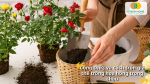 Cách trộn giá thể trồng hoa hồng trong chậu