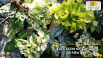 Tưới nước vừa đủ, đặt cây nơi có ánh sáng gián tiếp giúp trầu bà luôn xanh tốt quanh năm