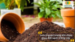 Những lưu ý quan trọng khi chọn mua đất sạch trồng cây cảnh