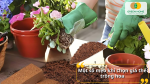 Một số mẹo khi chọn giá thể trồng hoa
