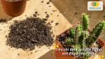 Tiêu chí đánh giá đất trồng sen đá xương rồng chất lượng