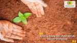 Những lưu ý khi chọn đất đỏ bazan trồng cây