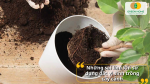 Những sai lầm khi sử dụng đất vi sinh trồng cây cảnh