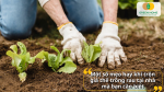 Một số mẹo hay khi trộn giá thể trồng rau tại nhà mà bạn cần biết