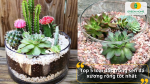 Top 5 loại đất trồng sen đá xương rồng tốt nhất 2025