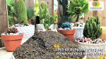 Cách sử dụng đất trồng sen đá xương rồng để cây khỏe, ít sâu bệnh