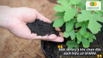 Một số lưu ý khi chọn đất sạch hữu cơ SFARM