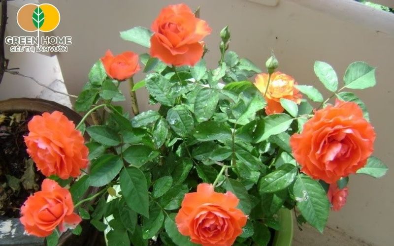 Tưới nước đúng lúc bí quyết vàng trong cách sóc hoa hồng trong chậu