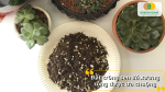 Đất trồng sen đá xương rồng được ưa chuộng