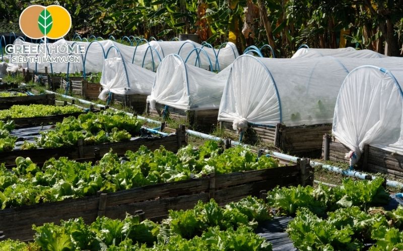 Tránh ánh nắng trực tiếp khi bảo quản giá thể trồng rau để giữ ẩm
