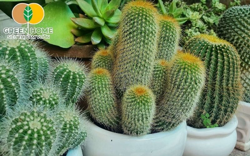 Dùng bao kín để giữ giá thể trồng xương rồng không bị ẩm
