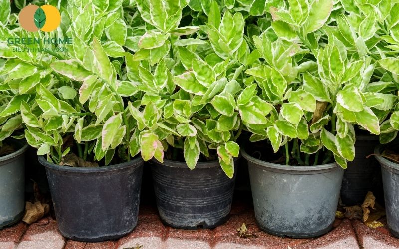 Bộ rễ khỏe mạnh của trầu bà phát triển trong giá thể trồng cây trầu bà tơi xốp